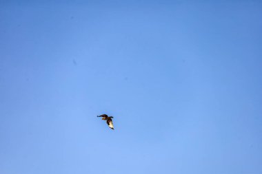 Uçuşun ortasında tek bir kuş yakalanır. Kanatları geniş bir alana yayılır. Parlak mavi gökyüzünün uçsuz bucaksız genişliğinde.