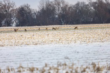 Birkaç geyik, karla kaplı bir tarlada, çıplak ağaçlarla ve arka planda bir binayla besleniyor.