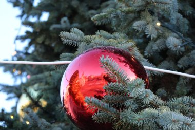 Parlak kırmızı bir mücevher mavi bir ladin ağacına asılır, şenlikli ışıkları yansıtır ve kışın etrafını sarar.