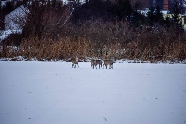 Dört geyik, arka planda sazlıklar ve ağaçlarla birlikte engin bir kar ve buz tabakasının üzerinde durmaktadır.