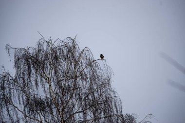 Yapraksız bir huş ağacının narin dallarında, yumuşak, bulutlu bir gökyüzüne karşı silueti olan yalnız bir kuş oturuyor.