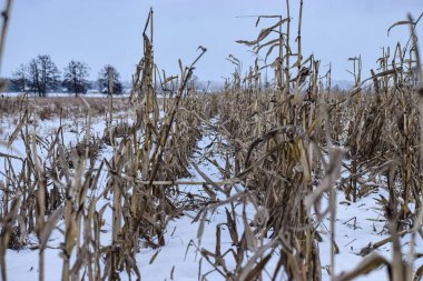 Ufukta bulutlu bir gökyüzünün altında görülebilen ağaçlarla kaplı hasat edilmiş mısır saplarının olduğu ıssız bir kış manzarası.