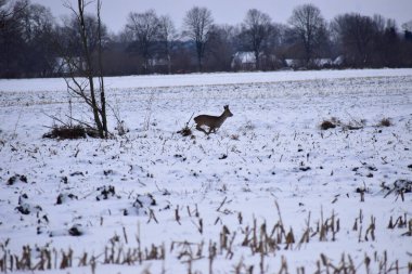 Yavru geyik kışın ortasında hızla koşar, toynakları kıraç bir tarlaya doğru koşarken karı tekmeler.