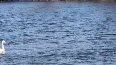 Yalnız beyaz bir kuğu zarif bir şekilde dalgalanan mavi bir gölün üzerinde süzülüyor.