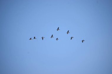 Bir grup Kanada kazları, gökyüzünde V şeklinde bir formasyonla hareket ederken siluet halinde görülürler.