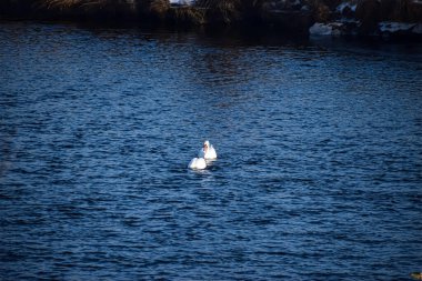 Bir çift zarif beyaz kuğu, dalgalanan mavi nehirde dolaşır, kuru sazlıklar ve uzak kıyılarda görünen karla