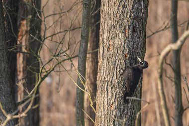 Kırmızı tacı olan büyük siyah bir ağaçkakan bir ağacın desenli kabuğuna yapışmış, gagası yukarıya dönük.