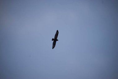 Kanatları olan yalnız bir şahin, özgürlüğün ve vahşiliğin somutlaştığı sakin mavi gökyüzüne karşı rahatça süzülür.