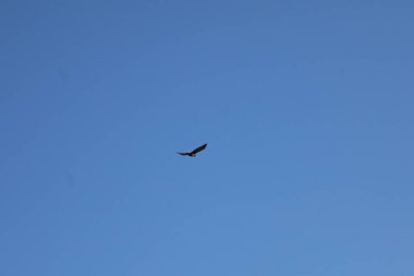 Koyu tüyleri ve geniş kanat açıklığıyla görkemli bir kuş, bulutsuz gökyüzünün uçsuz bucaksız genişliğinde süzülerek özgürlüğün ve doğanın güzelliğini sembolize eder.