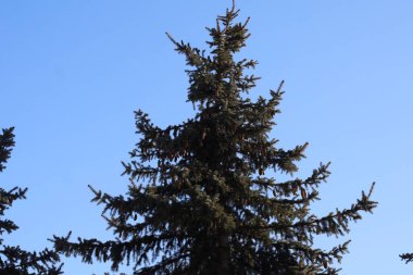 Olgun bir ladin ağacının yoğun dalları, yukarıdaki bulutsuz gökyüzüne uzanan sayısız kahverengi kozalakla doludur.