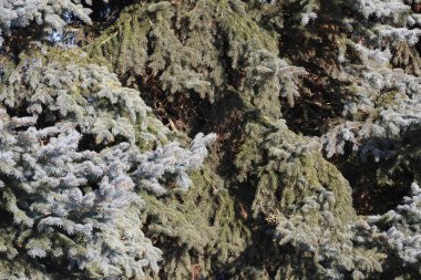 Kozalaklı yaprakların detaylı dokusu, doğal bir arkaplana karşı çam iğneleri ve dalların karmaşık desenlerini gösteriyor.