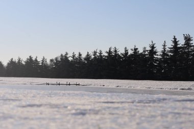 Huzurlu bir kış sahnesi ön planda donmuş bir su kütlesiyle solgun bir gökyüzüne karşı sık ve yeşil ağaçlar çizgisi oluşturur.