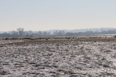 Ufukta bulanık bir kentsel siluet ve kuru çimenler ve kar parçalarından oluşan kış manzarasında hareket halinde iki geyik görülüyor.