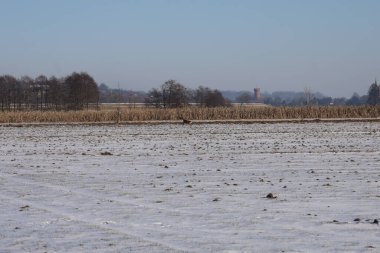 Yalnız bir geyik, açık bir günde arka planda görünen çıplak ağaçlar ve su kulesi ile hafif tozlu bir tarlada yürür.