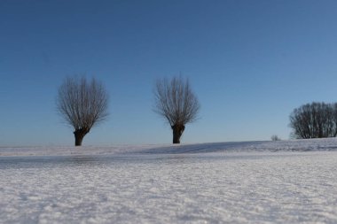 Kış manzarası çıplak söğüt ağaçları ve ön planda donmuş bir yüzey engin, bulutsuz mavi bir gökyüzünün altında.