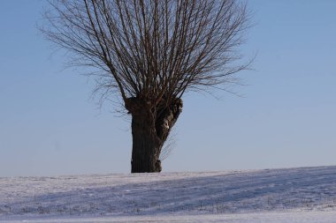 Çıplak dalları olan yalnız, buruşuk bir söğüt ağacı uçsuz bucaksız, bulutsuz bir mavi gökyüzüne karşı duruyor, tabanı kardan bir battaniyenin üzerinde.