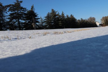 Sırt çantalı yalnız bir şahsiyet, karla kaplı bir arazide, daima yeşil ağaçlarla sınırlıdır. Parlak, bulutsuz bir gökyüzünün altında küçük bir bina görülebilir.