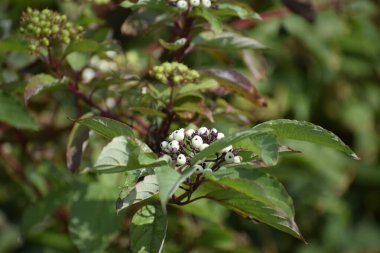 Cornus Drummondii 'ye yakın. Yeşil bitki örtüsü arasında Şok Dogwood olarak da bilinir. Sahne yaprakların dokusunu ve bitkinin doğal güzelliğini vurgular.