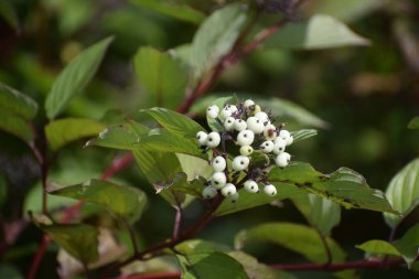 Cornus Drummondii 'ye yakın. Yeşil bitki örtüsü arasında Şok Dogwood olarak da bilinir. Sahne yaprakların dokusunu ve bitkinin doğal güzelliğini vurgular.