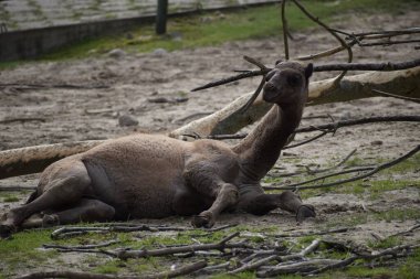 Tek hörgüçlü bir deve, hayvanat bahçesindeki doğal ortamların arasında sakince yerde yatar.