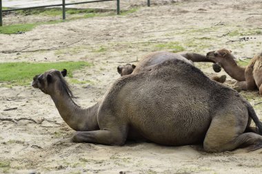 Dromedary develeri, hayvanat bahçesindeki doğal ortamların arasında sakince yatar.