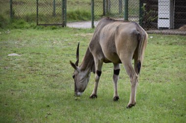 Afrika 'nın en büyük antilobu olan ortak arazi, Doğu Afrika' nın otlak ovalarında huzur içinde duruyor. Vahşi doğanın sakin gücünü ve güzelliğini somutlaştırıyor.