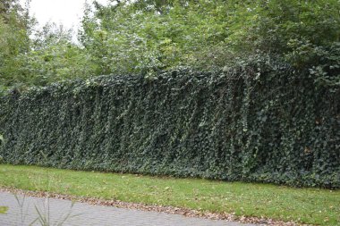 Koyu yeşil yapraklı canlı bir sarmaşık çiti duvarı kaplıyor. Altında biçilmiş küçük bir çimen parçası ve kaldırımın bir parçası uzanır, sakin bir doğal bileşim oluşturur..