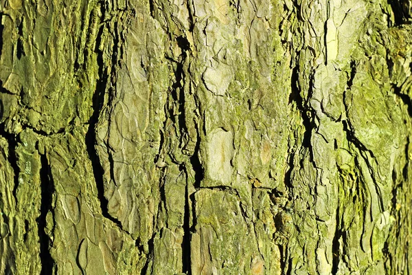 Árvore verde casca closeup — Fotografia de Stock