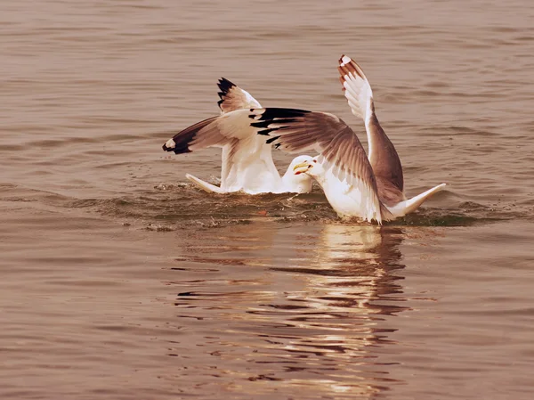 Baikal gulls. The battle for food — Stock Photo, Image