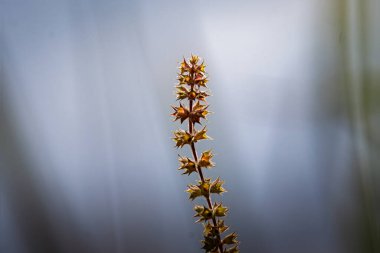 Yüksükotu tohumu başı Warwickshire çayırında, Eylül 2025