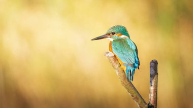 Dişi Kingfisher, Alcedo Atthis, Derwent Nehri 'ndeki bir dala tünemiş balık tutuyordu. Ekim 2025