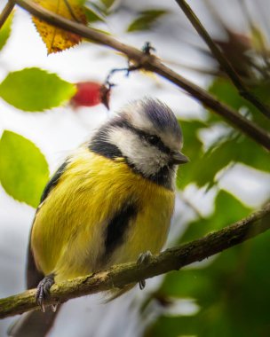 Blue Tits, Cyanistes caeruleus, perched in woods near Rowlands Gill, Gateshead October 2025.
