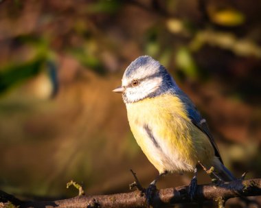 Blue Tits catching the last rays of the sun, at East Chevington Pool, Northumberland, October 2025