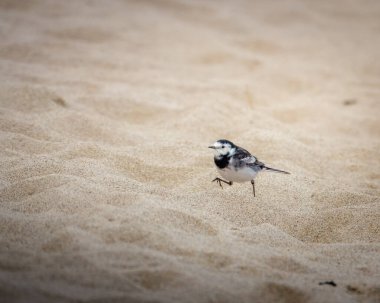 Northumberland, Druridge Körfezi sahilinde bir Pied Wagtail, Ekim 2025. 