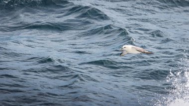 Kuzey Fulmar yiyecek arıyor, Kuzey Atlantik, Ağustos 2025