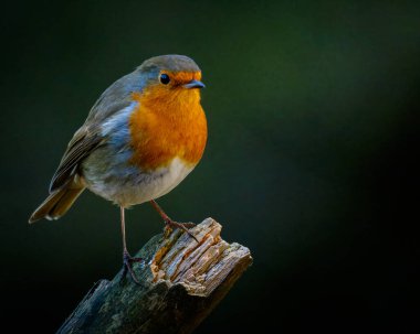 Robin, Erithacus Rubecula, KızıI Göğüsler Pow Hill Country Park, Durham County 'de tüneyip beslendi. 