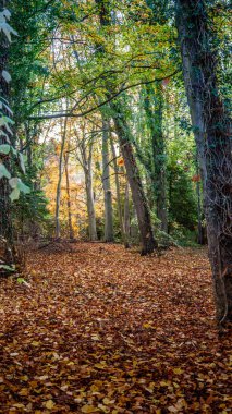 Bothal Woods, Northumberland 'da Kasım 2025' te yürüyüş yapan sonbahar renkleri