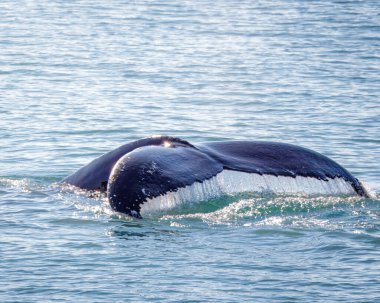 Kuzey Atlantik 'i izleyen balina, Akureyri, İzlanda açıklarında, Ağustos 2025. Kambur ve Minke Balinaları, yüzüyor ve dalıyor.. 
