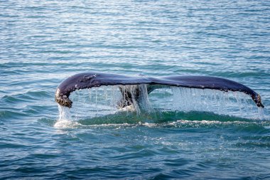 Kuzey Atlantik 'i izleyen balina, Akureyri, İzlanda açıklarında, Ağustos 2025. Kambur ve Minke Balinaları, yüzüyor ve dalıyor.. 