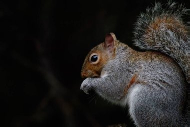 Gri Sincap, Sciurus carolinensis, Clara Vale Doğa Koruma Alanı 'nın orman zemininden besleniyor, Aralık 2025