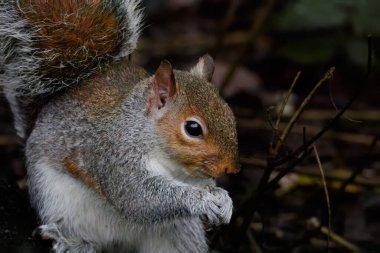 Gri Sincap, Sciurus carolinensis, Clara Vale Doğa Koruma Alanı 'nın orman zemininden besleniyor, Aralık 2025