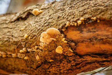 Yıkılmış gövdelerde büyüyen istiridye mantarları, Humford Ormanı, Northumberland, Kasım 2025