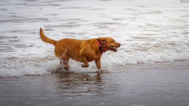 Kumsaldaki köpekler, özgürlük ve kumsalda oynamak, doğada meraklı ve eğlenceli. Heyecanlı köpekler sahile iniyor.. 