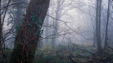 Thornley Ormanının Işık, Sis ve Sonbahar Renkleri, Gateshead, İngiltere, Aralık 2025. 