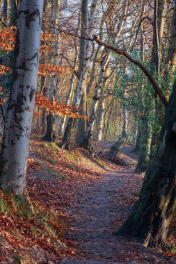 Thornley Ormanının Işık, Sis ve Sonbahar Renkleri, Gateshead, İngiltere, Aralık 2025. 