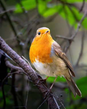 Robin, Erithacus Rubecula, Kızılgöğüsler Humford Ormanı, Northumberland 'da, Kasım 2025' te tünedi.