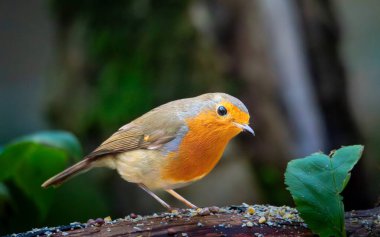 Robin, Erithacus Rubecula, Kızılgöğüsler Humford Ormanı, Northumberland 'da, Kasım 2025' te tünedi.