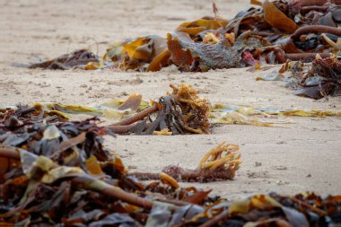 Beadnell Körfezi, Northumberland 'da daha fazla sahil dokusu Kasım 2025