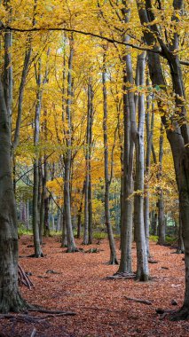 Sonbahar Renkleri ve kır yürüyüşünde ışıkla oynamak, Gibside, County Durham, Kasım 2025