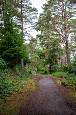 Yeni Yıl Yürüyüşü Cragside, Northumberland, Ocak 2026